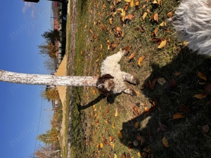 Lagotto romagnolo