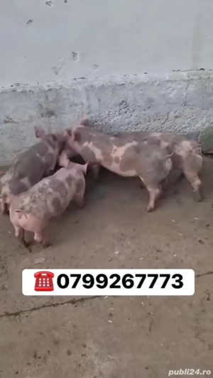 purcei pietran 9 saptamani