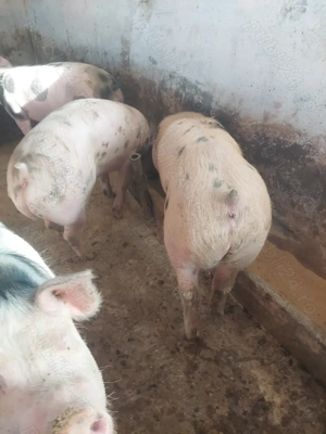 vind doi porci  - imagine 4