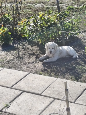 Cățeluș pentru adopții. 