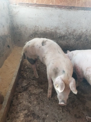 vind doi porci  - imagine 5