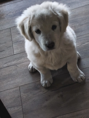 Cățeluș pentru adopții.  - imagine 3