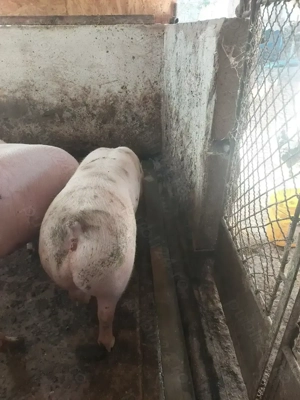 vind doi porci  - imagine 3