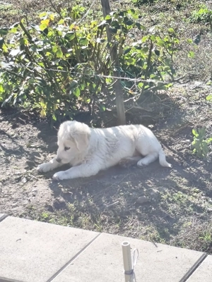 Cățeluș pentru adopții.  - imagine 2