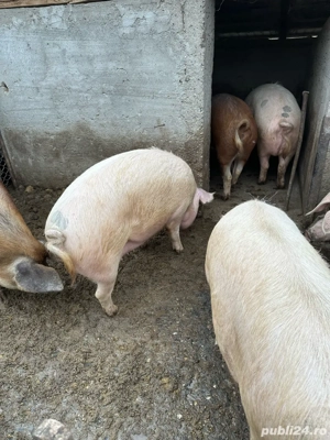 porci de vanzare  - imagine 5