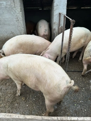 porci de vanzare  - imagine 3