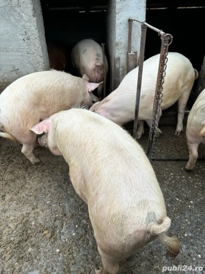 porci de vanzare  - imagine 2