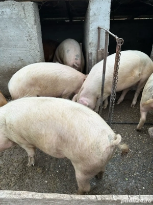 porci de vanzare  - imagine 4