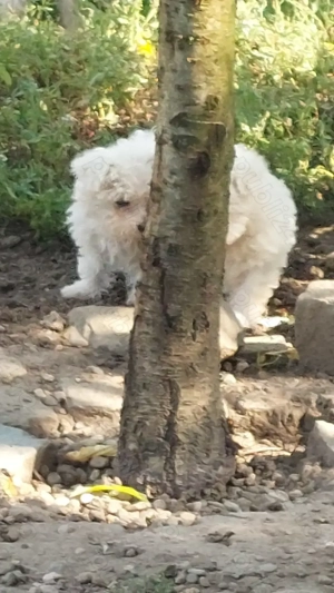 Bichon minitoy  rasă pură 