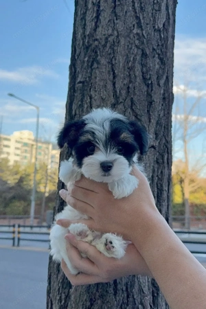 Fetițe Bichon havanez