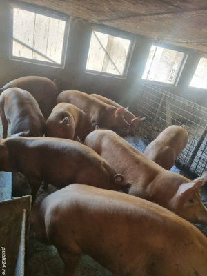 Porci grasi diferite categori - imagine 2