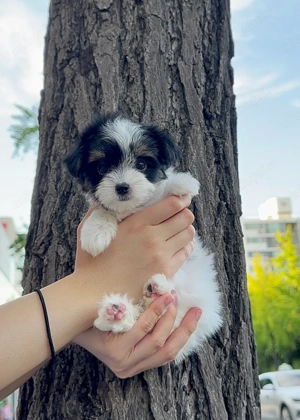 Bichon havanez mascul - imagine 2