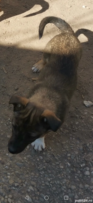 Donez Jack Russell Terrier  - imagine 5