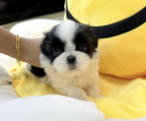 Bichon havanez fetita