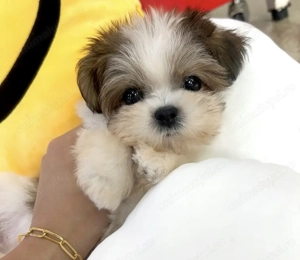 Shih tzu Shitzu fetiță 