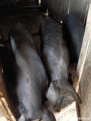 porci de vanzare 