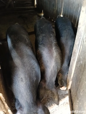 porci de vanzare  - imagine 2