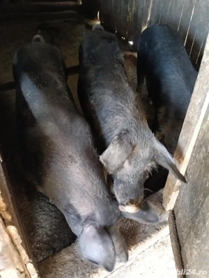 porci de vanzare  - imagine 3