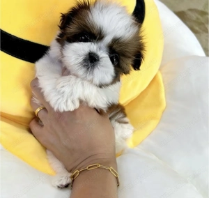 Shitzu Shih tzu
