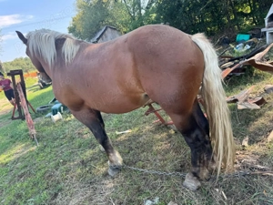 Vând armăsar de 3 ani jumate cu acte in regula