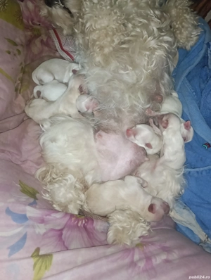 bichon maltez 