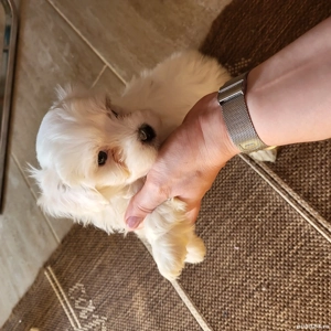 vand pui bichon maltez - imagine 3