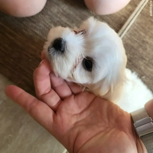 vand pui bichon maltez - imagine 2