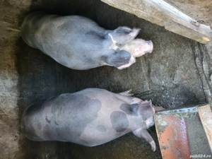 vand porci - imagine 3