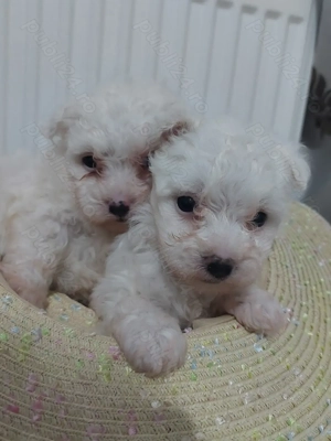 Bichon minitoy  rasă pură 