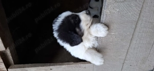 Vânzări animale domestice - imagine 2