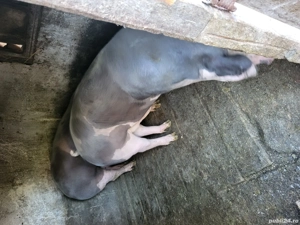 vand porci - imagine 5