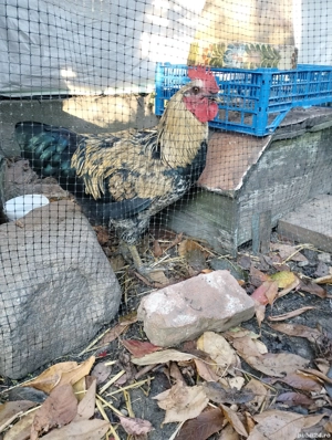 Cocos frumos - imagine 3