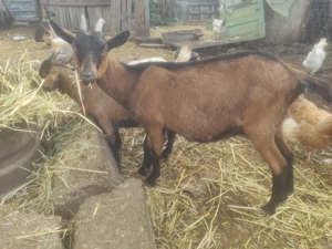 Alpină franceză  - imagine 4