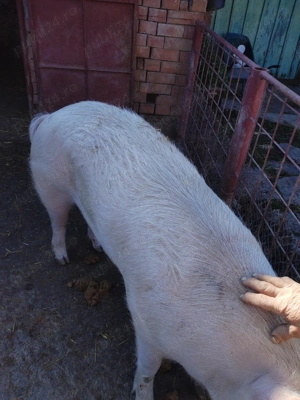 porci de vanzare - imagine 3