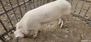 Vand porc  - imagine 4