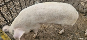 Vand porc  - imagine 2