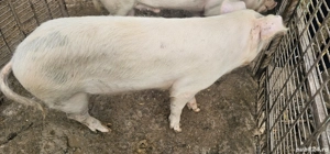 Vand porc  - imagine 3