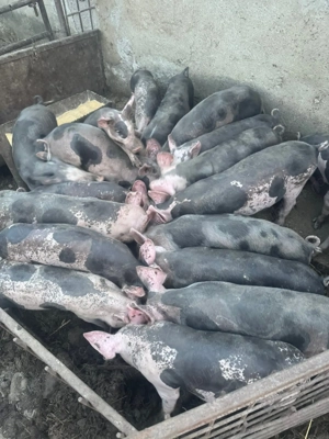 Soldani pietran pur de vanzare 