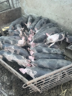 Soldani pietran pur de vanzare  - imagine 2