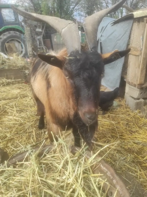 Alpină franceză  - imagine 2