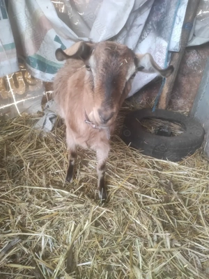 Alpină franceză  - imagine 5