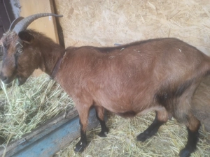 Alpină franceză  - imagine 3