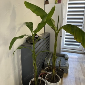 Diverse pentru casă și grădină 