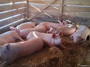 vând porci 145-150 kg Rasa de calitate Marele Alb &Pic, carne  100%!