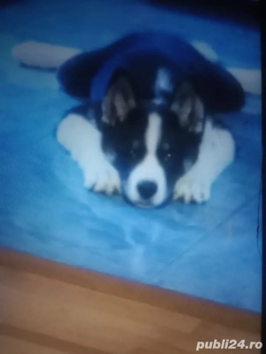 donez catelusa husky