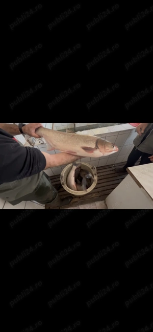 Crap și fitofag acvacultură România  - imagine 4