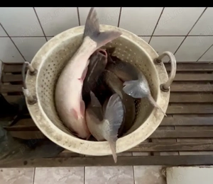 Crap și fitofag acvacultură România  - imagine 3