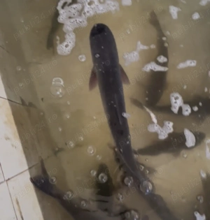 Crap și fitofag acvacultură România  - imagine 5