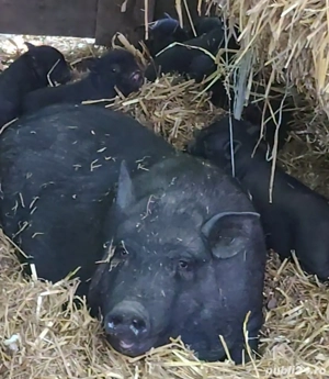 Super oferta scroafe vietnamez gestante