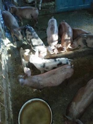 Vand purcei  - imagine 2